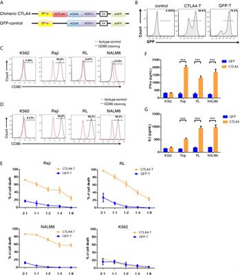 Frontiers | Chimeric CTLA4-CD28-CD3z T Cells Potentiate Antitumor ...